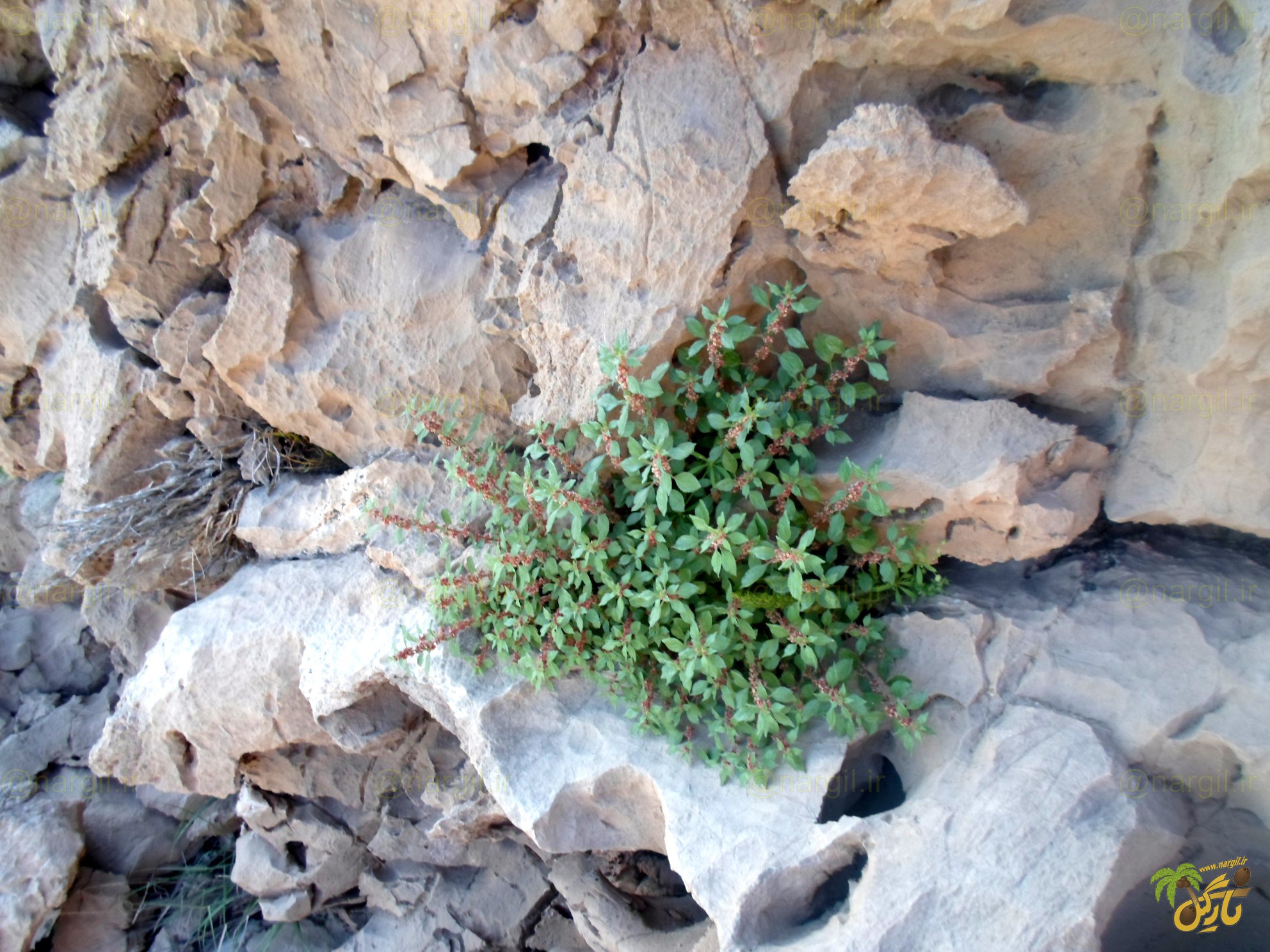 گوش موش افشان - گیاهان بومی ایران